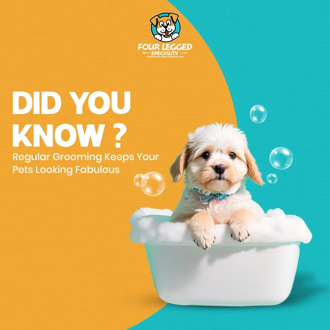 Pet Store Social Media Designs