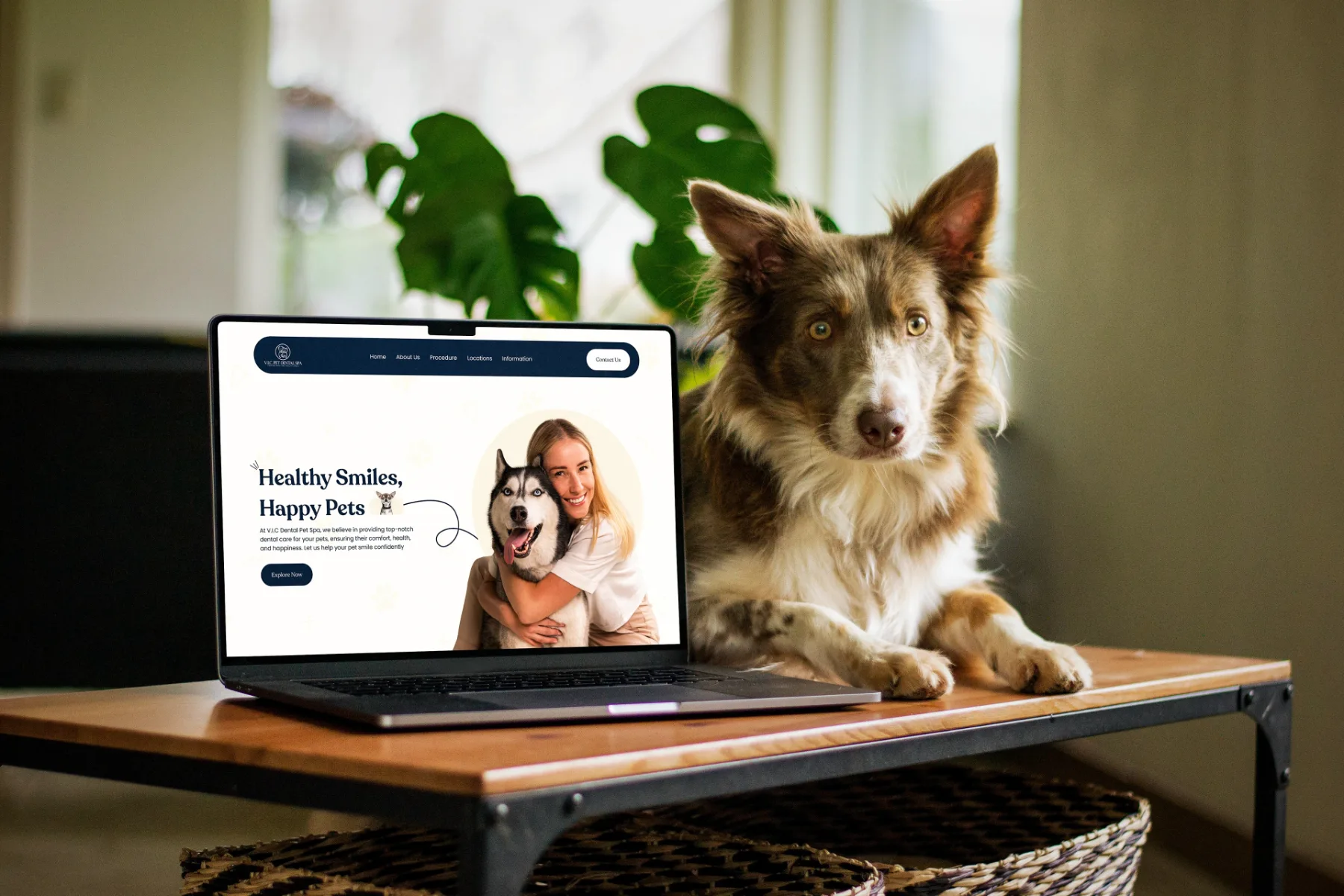 Pet Spa Website Design