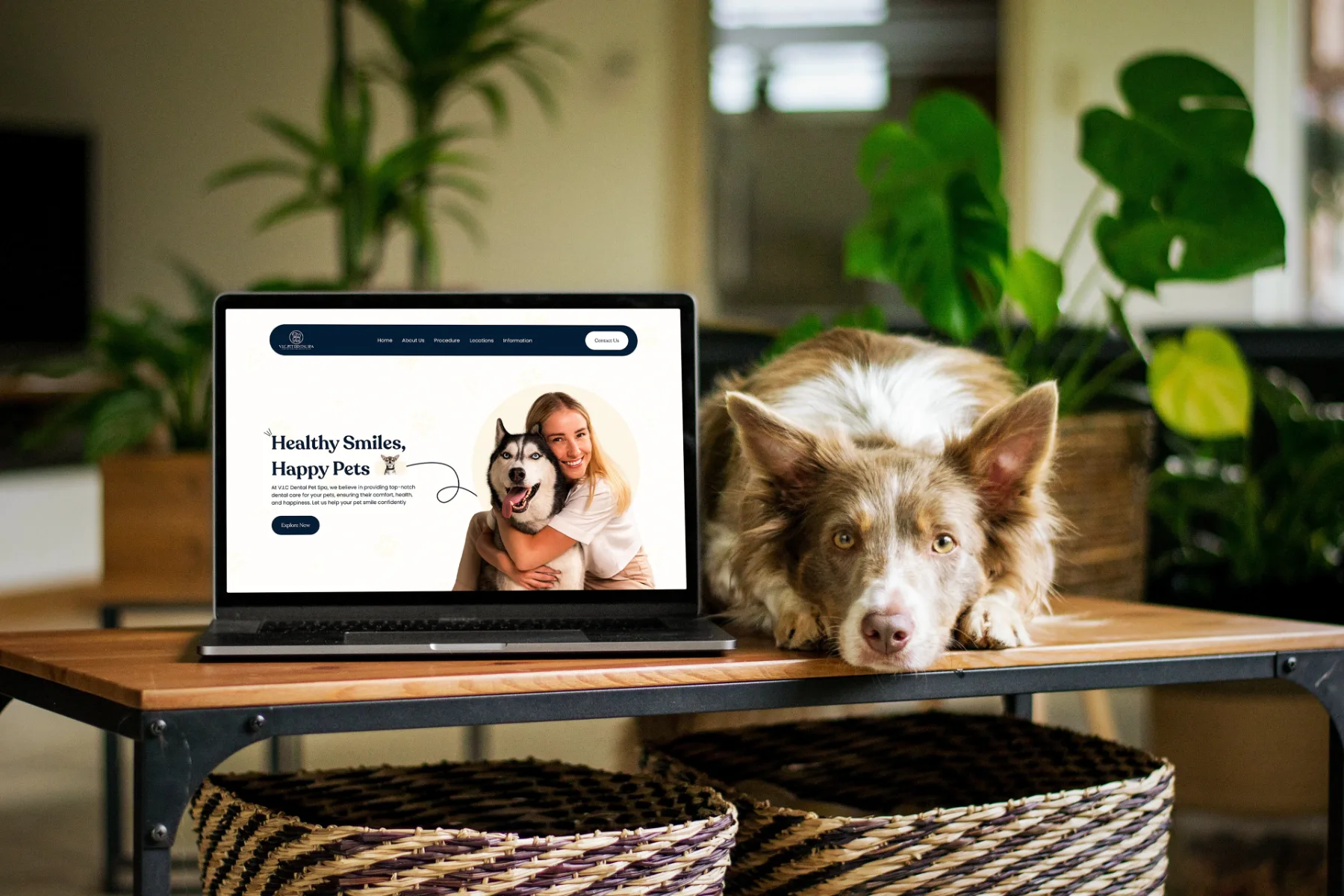 Pet Spa Website Design